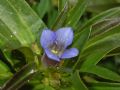 Gentiana cruciata